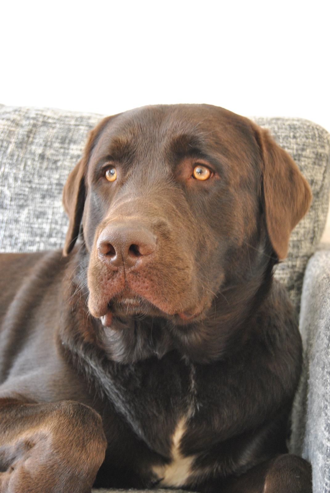 Blanding af racer Basse billede 18