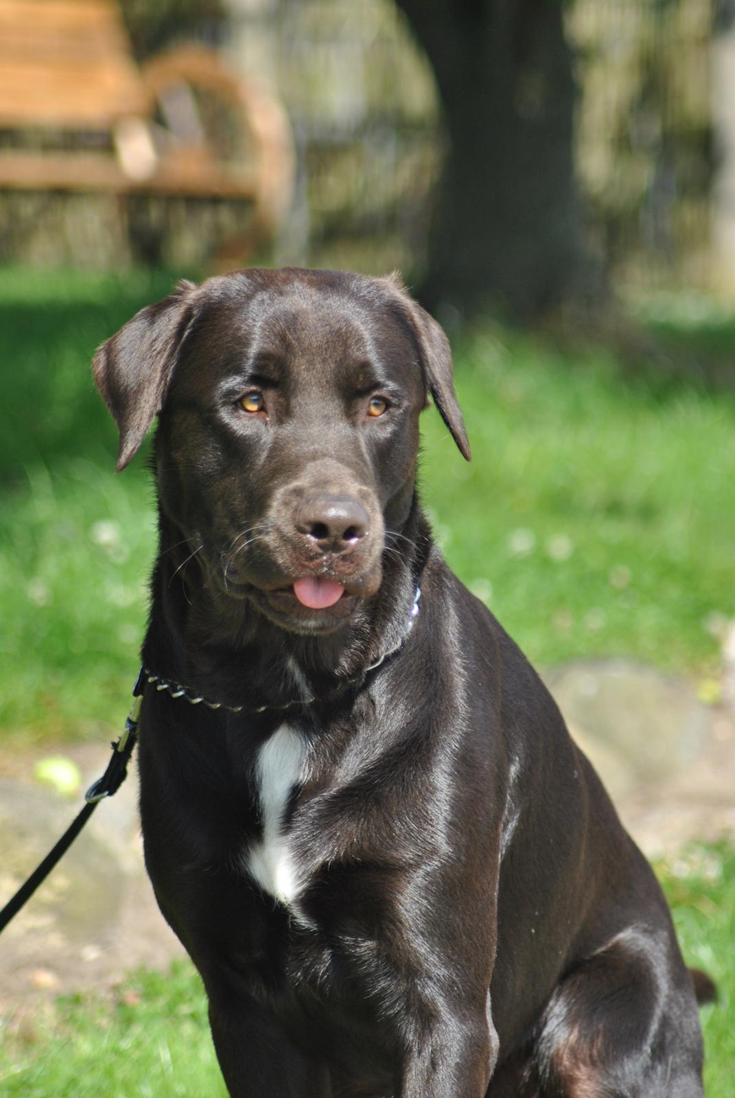 Blanding af racer Basse billede 19