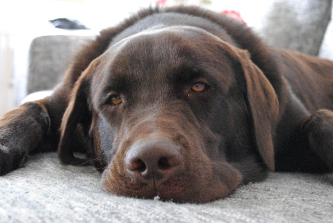 Blanding af racer Basse billede 20