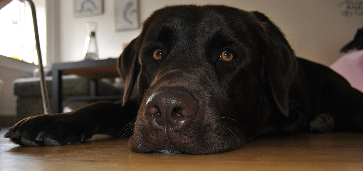 Blanding af racer Basse billede 15