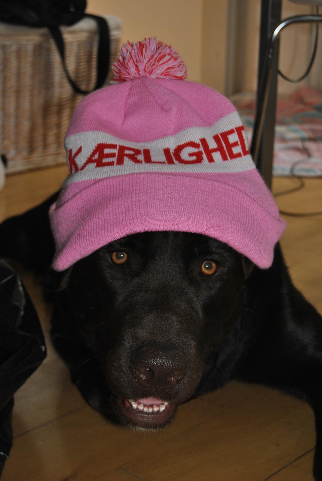 Blanding af racer Basse - Mit kærlighedsbarn <3 billede 4