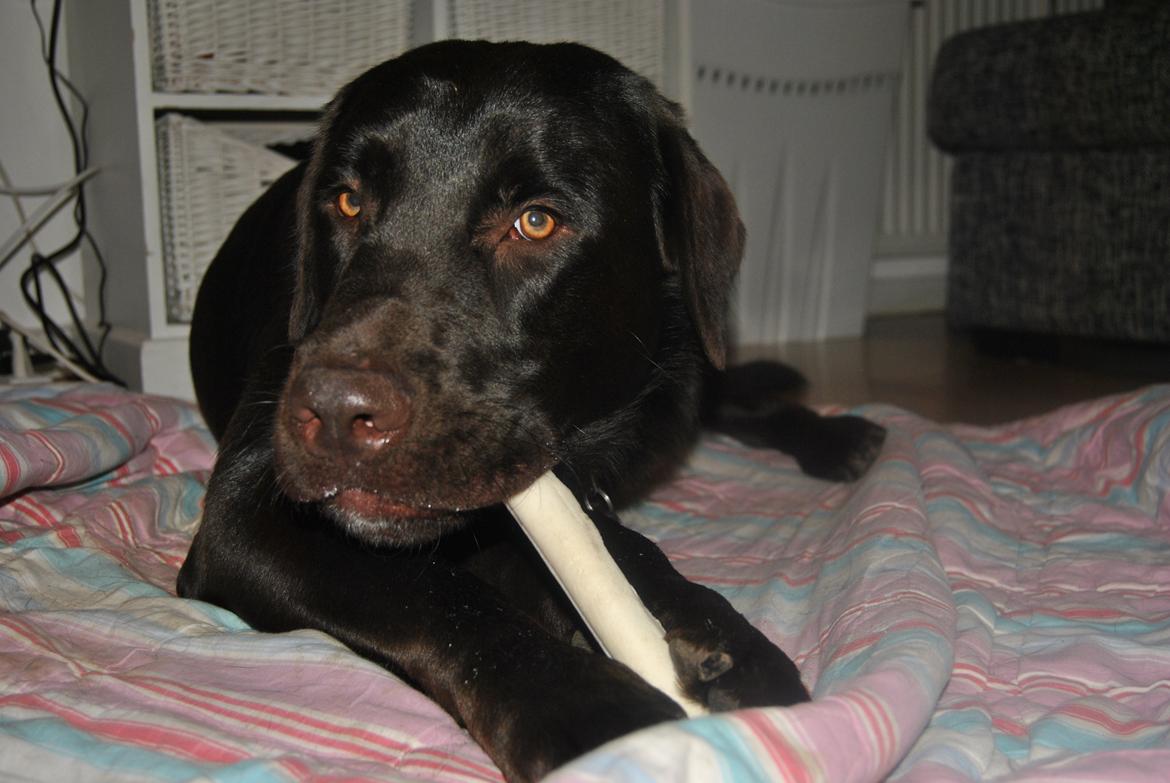 Blanding af racer Basse billede 16