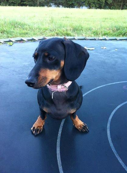 Gravhund Snuki billede 1