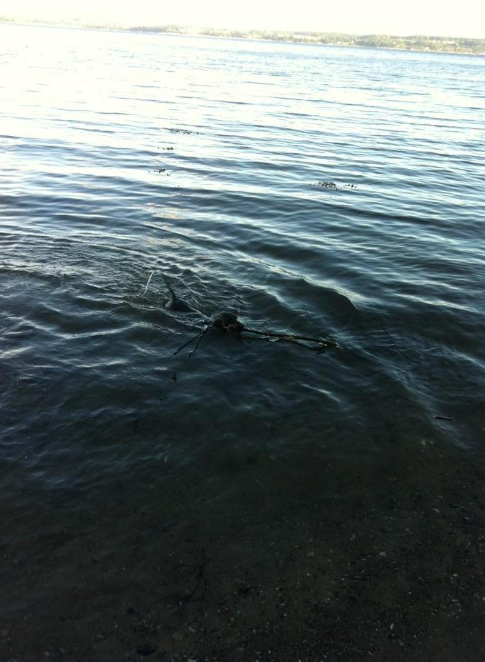 Gravhund Snuki billede 2