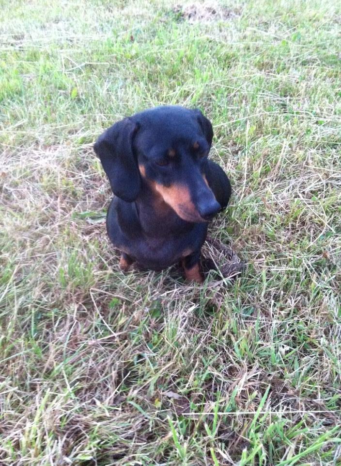 Gravhund Snuki billede 3