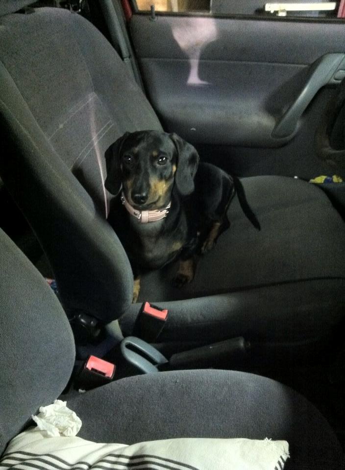 Gravhund Snuki billede 4