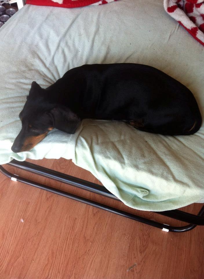 Gravhund Snuki billede 5