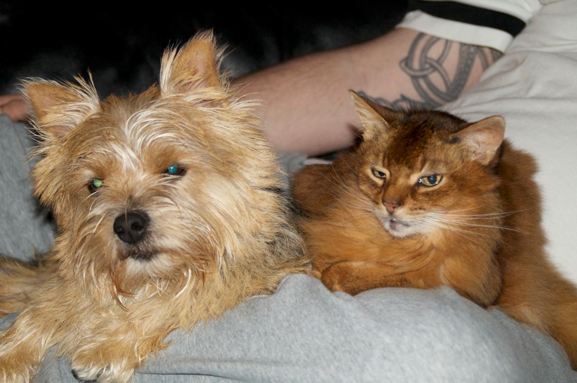 Norwich terrier Chili - Chili nu 3 år. Med sin storebror Jesse :-) billede 2