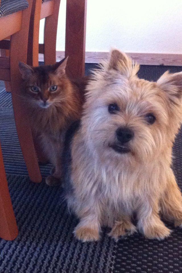 Norwich terrier Chili billede 3