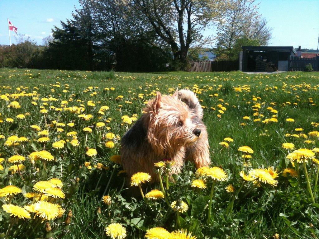 Norwich terrier Chili - Chili nu 3 år :-) billede 1