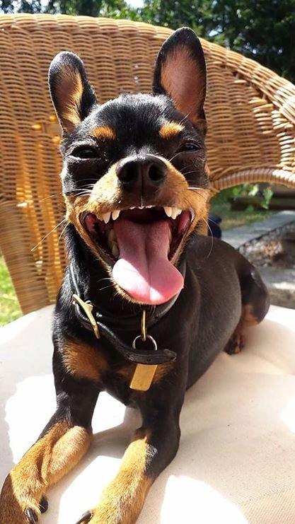 Blanding af racer Ninja *pivdyr* billede 12