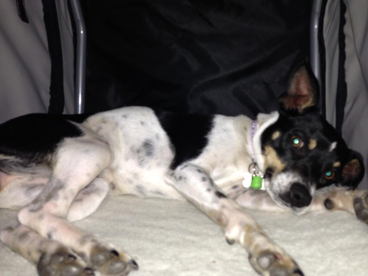 Dansk svensk gaardhund molly billede 3