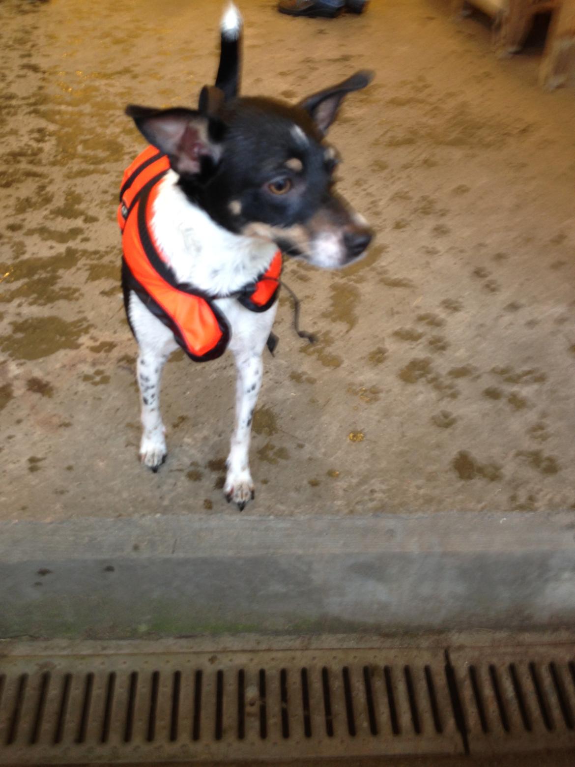 Dansk svensk gaardhund molly billede 5