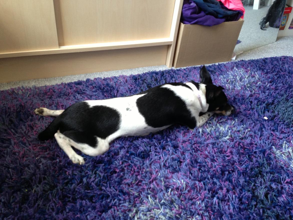 Dansk svensk gaardhund molly billede 4