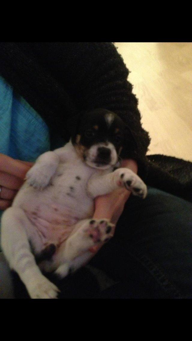 Dansk svensk gaardhund molly billede 1