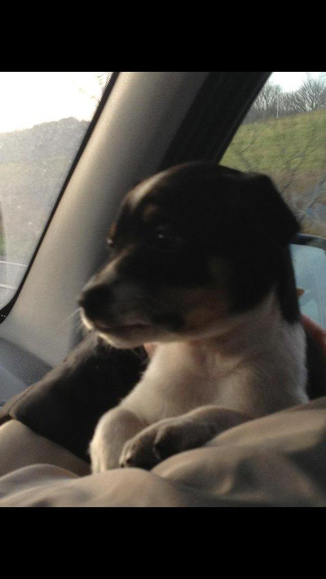 Dansk svensk gaardhund molly billede 2