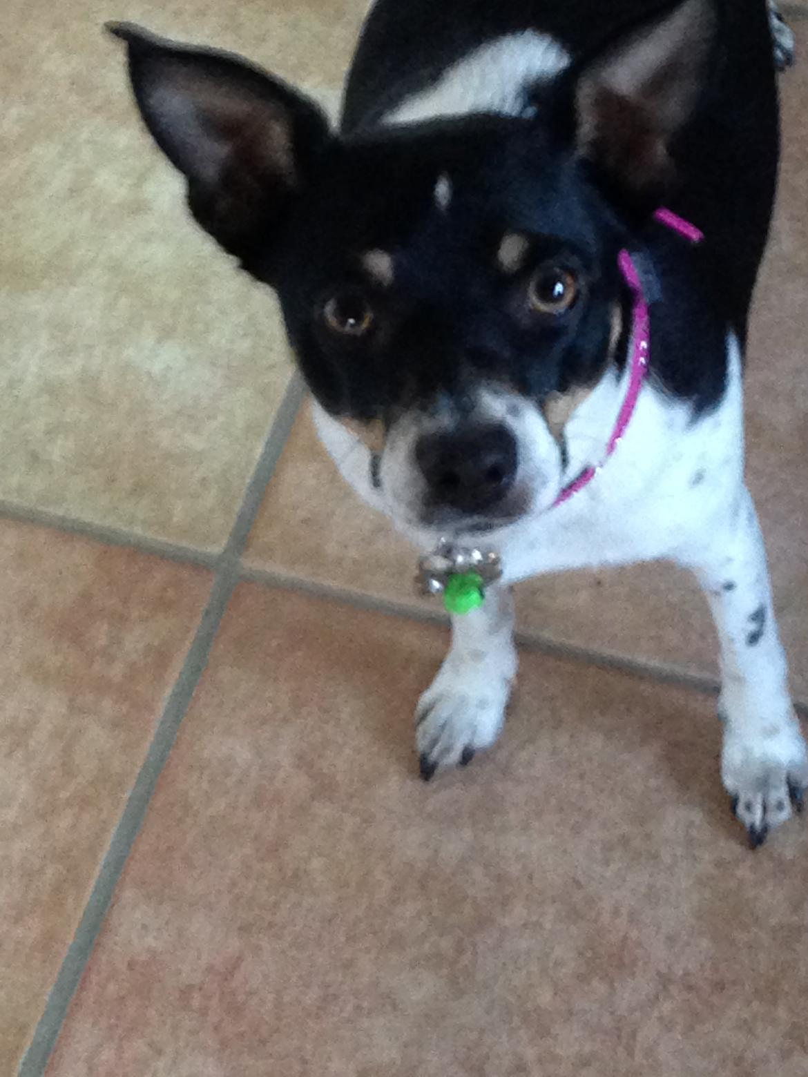 Dansk svensk gaardhund molly billede 6