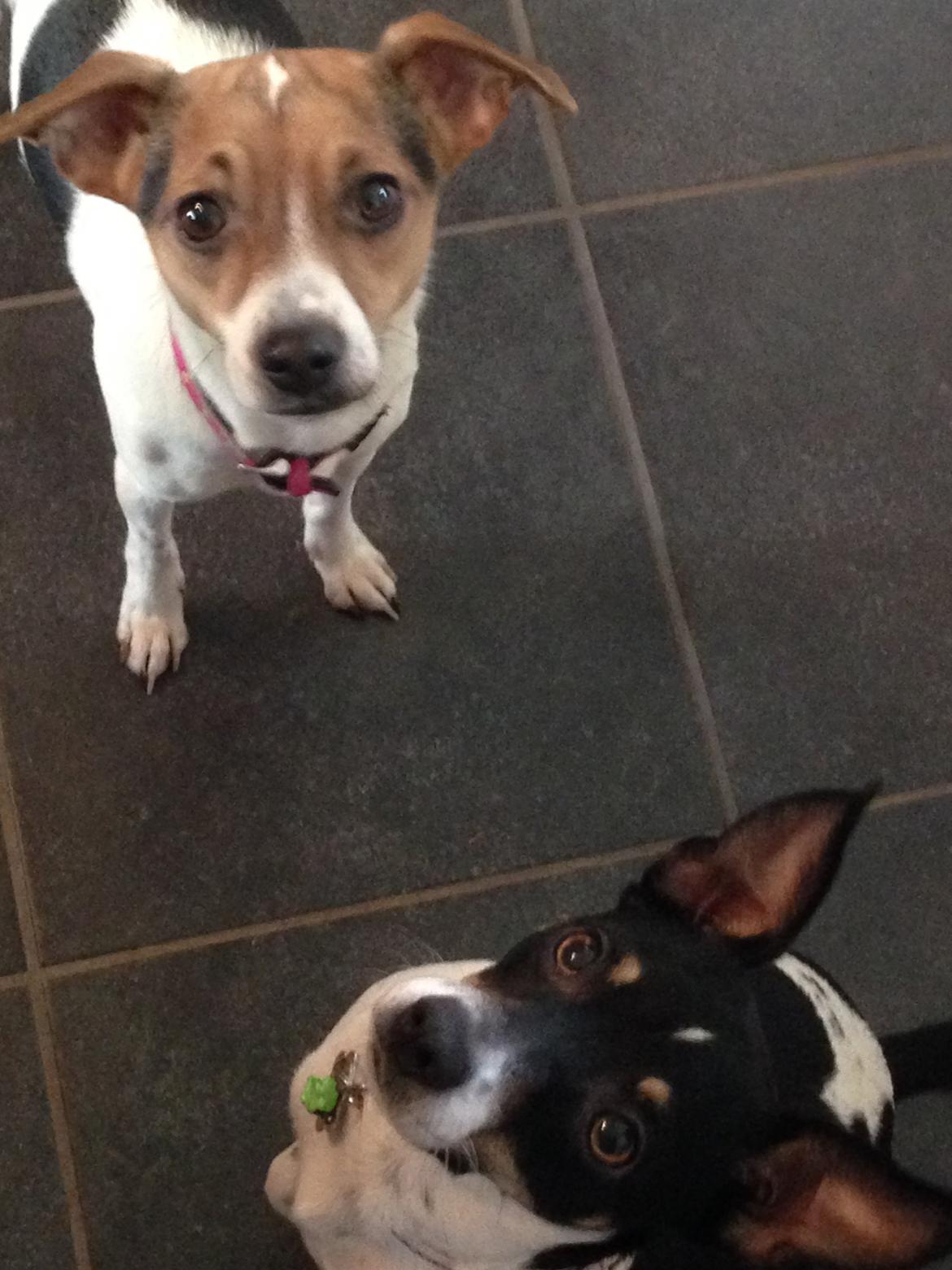 Dansk svensk gaardhund molly billede 7