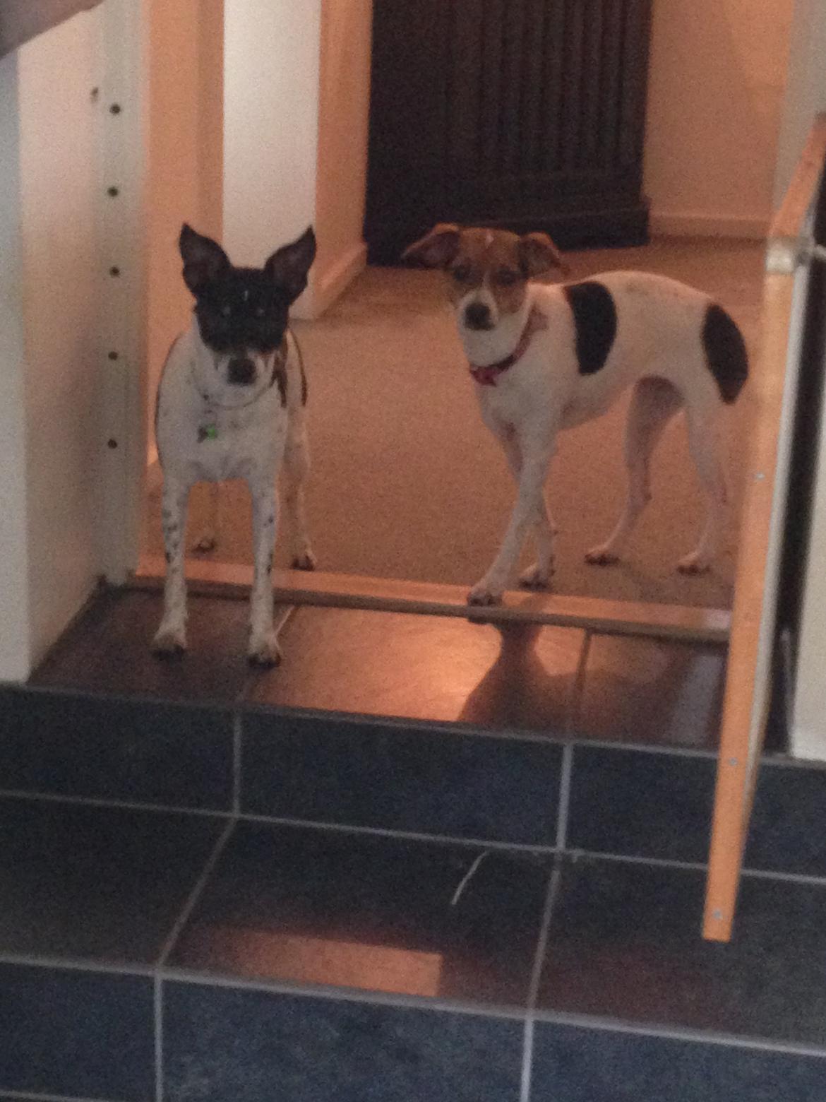 Dansk svensk gaardhund molly billede 8