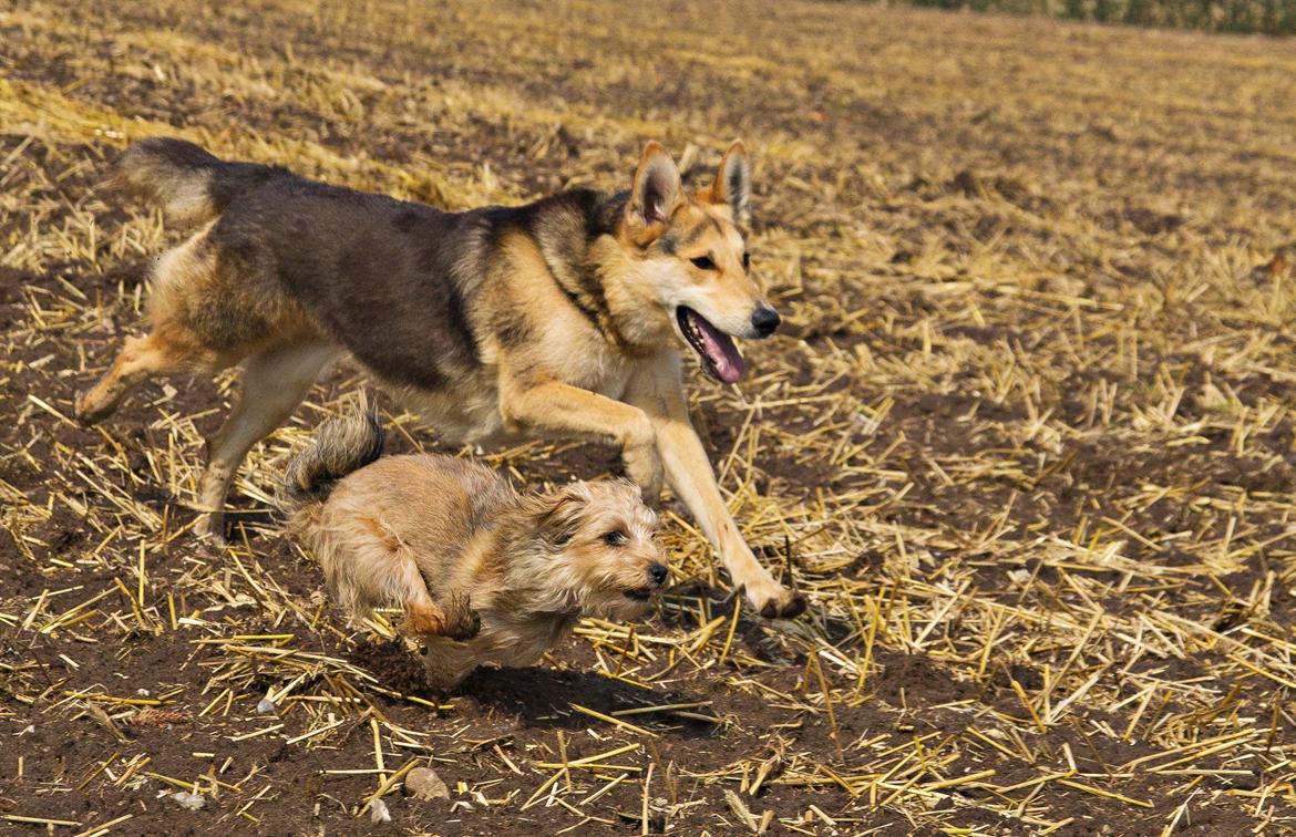 Blanding af racer Hannibal (Schæfer/Collie) - Hannibal og Bailey billede 15