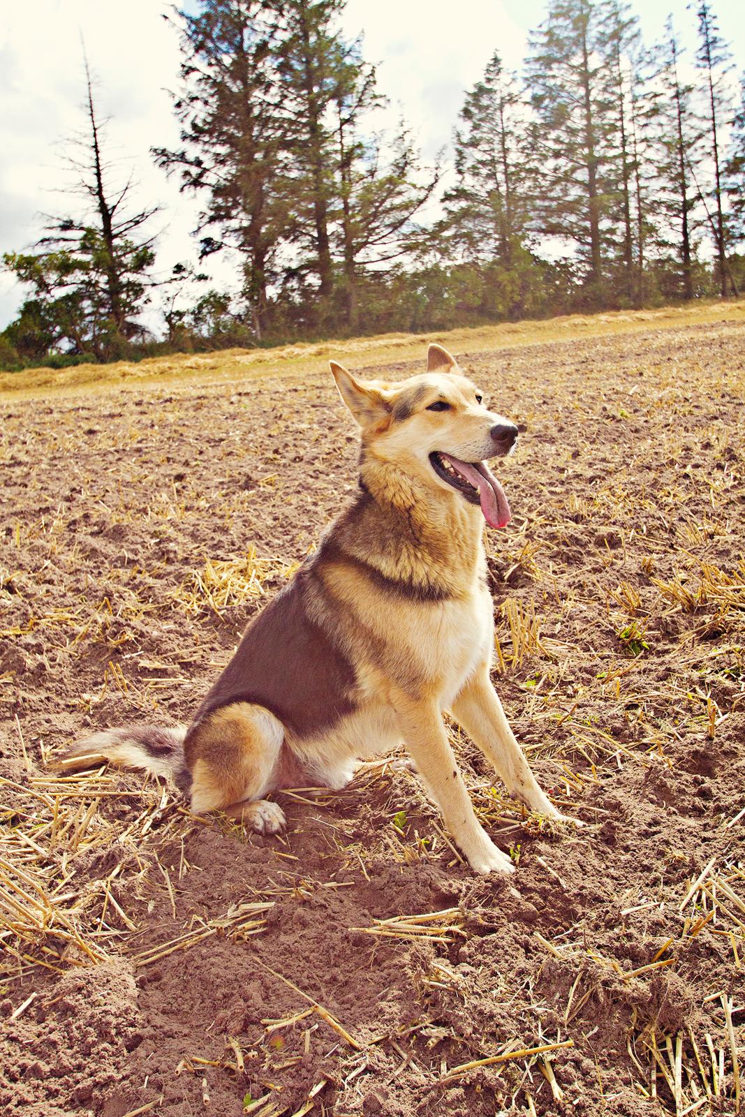 Blanding af racer Hannibal (Schæfer/Collie) billede 13