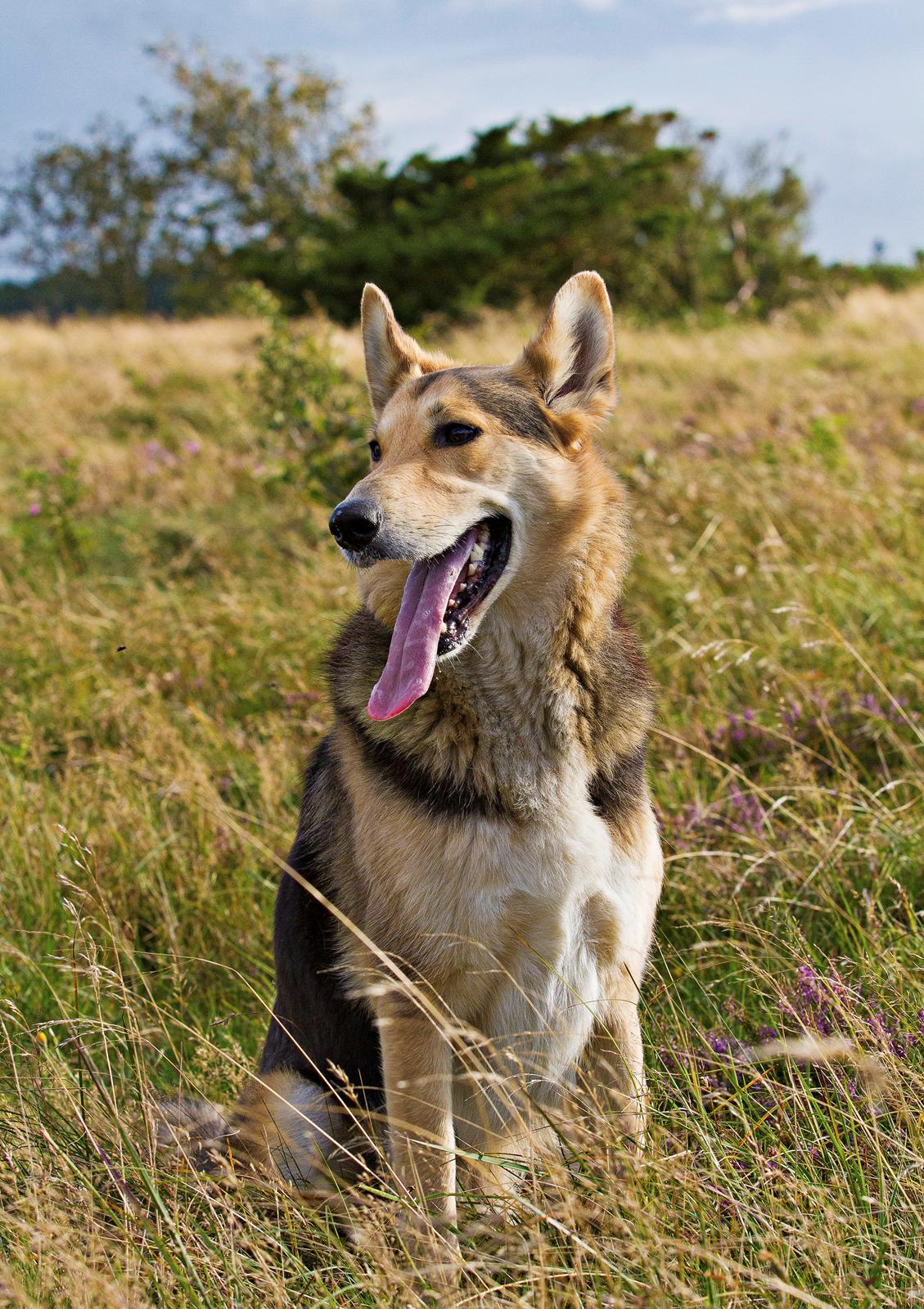Blanding af racer Hannibal (Schæfer/Collie) billede 8