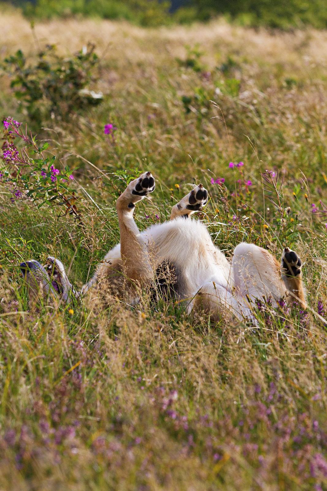 Blanding af racer Hannibal (Schæfer/Collie) billede 9