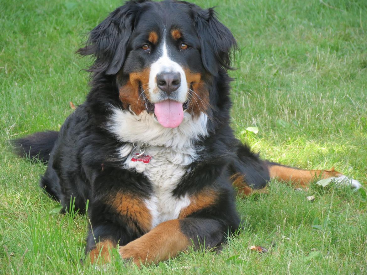Berner sennenhund Nanna billede 2