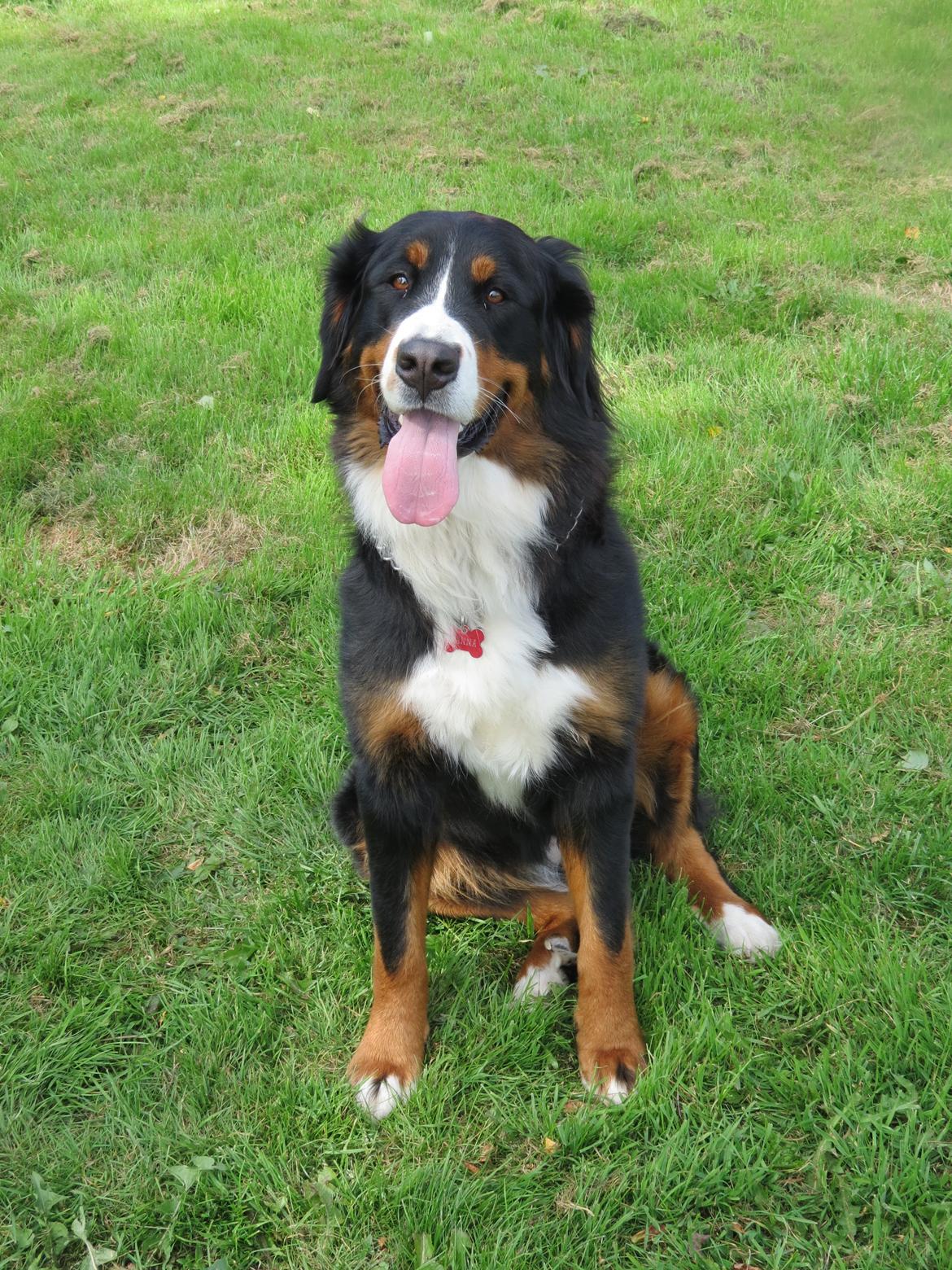 Berner sennenhund Nanna billede 1