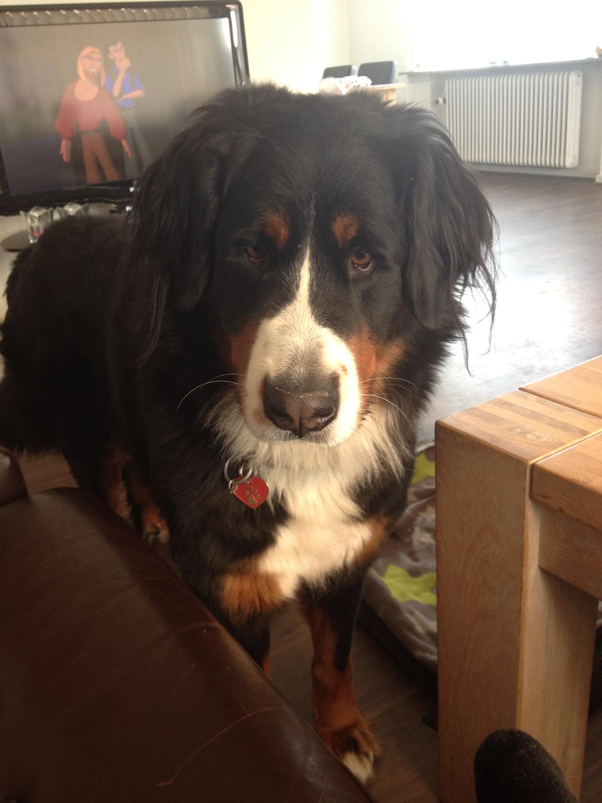Berner sennenhund Nanna billede 23