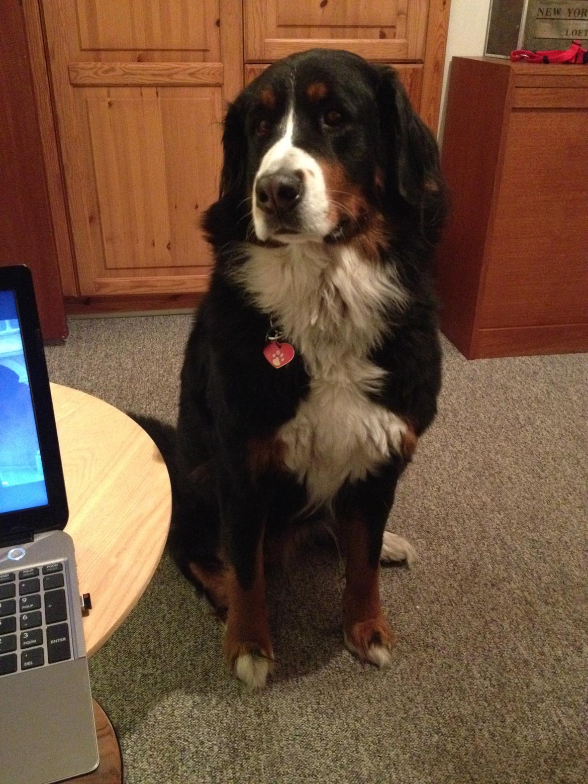 Berner sennenhund Nanna billede 24