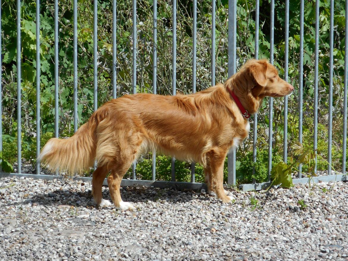 Nova scotia duck tolling retriever Shaggy Toller`s Foxy Ayla billede 1