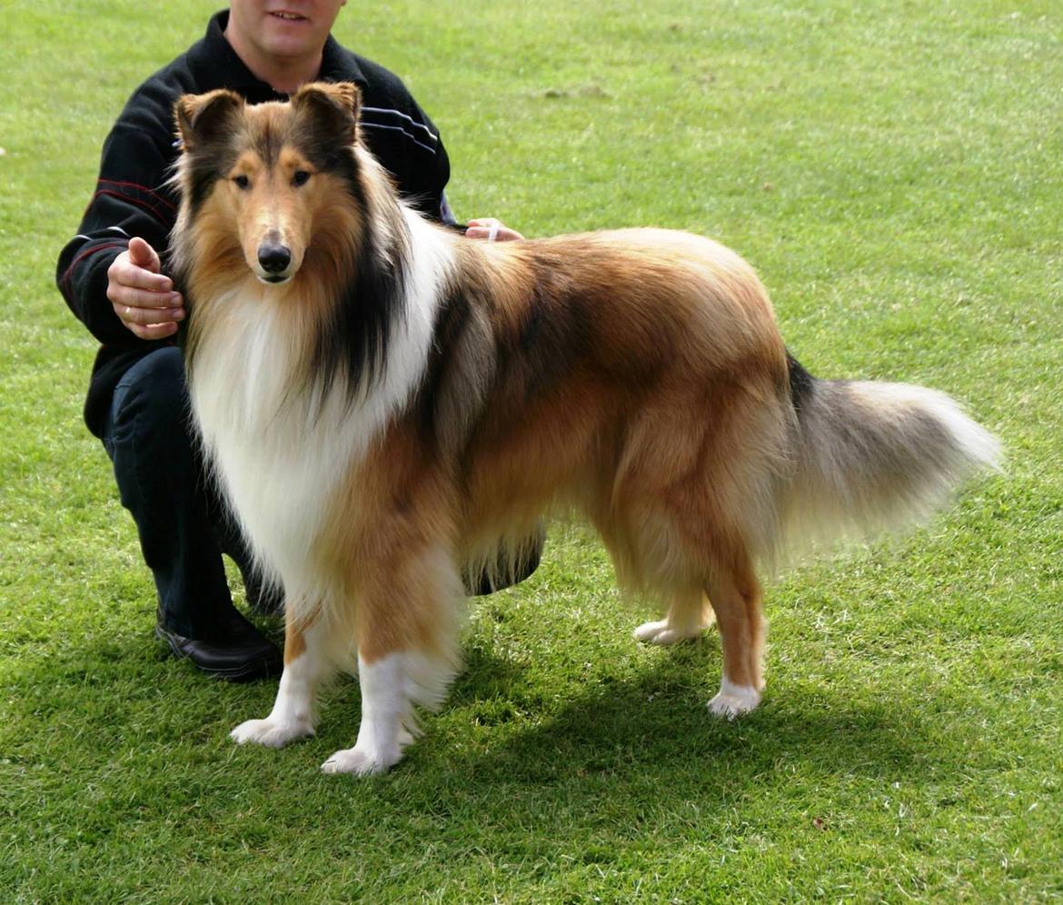 Collie langhåret Ebony Moor´s Charismatic Cato - Cato 15 mdr - DKK Udstillingen i Århus d. 23 august 2014 billede 10