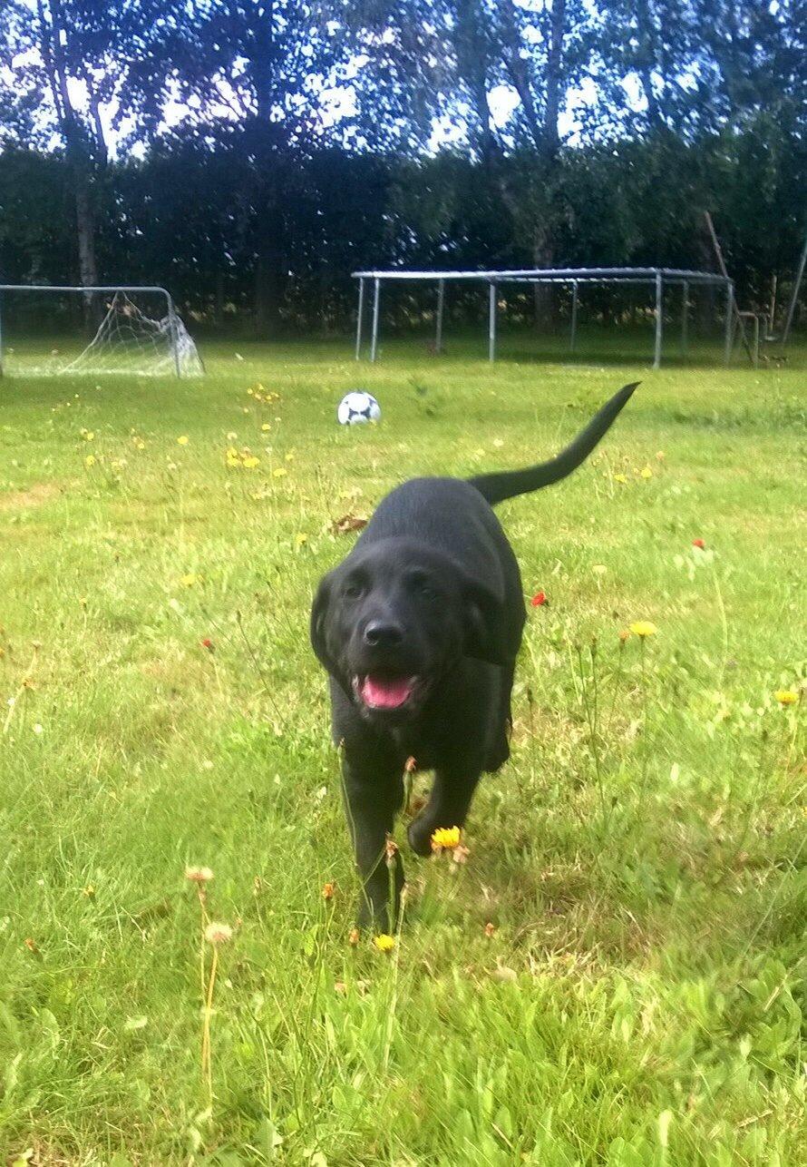 Blanding af racer Nellie billede 3