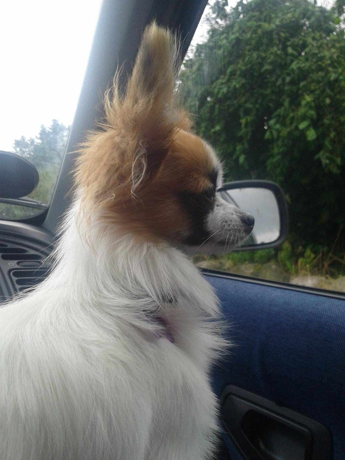 Papillon Roesdalhs Tanni (zika) billede 12