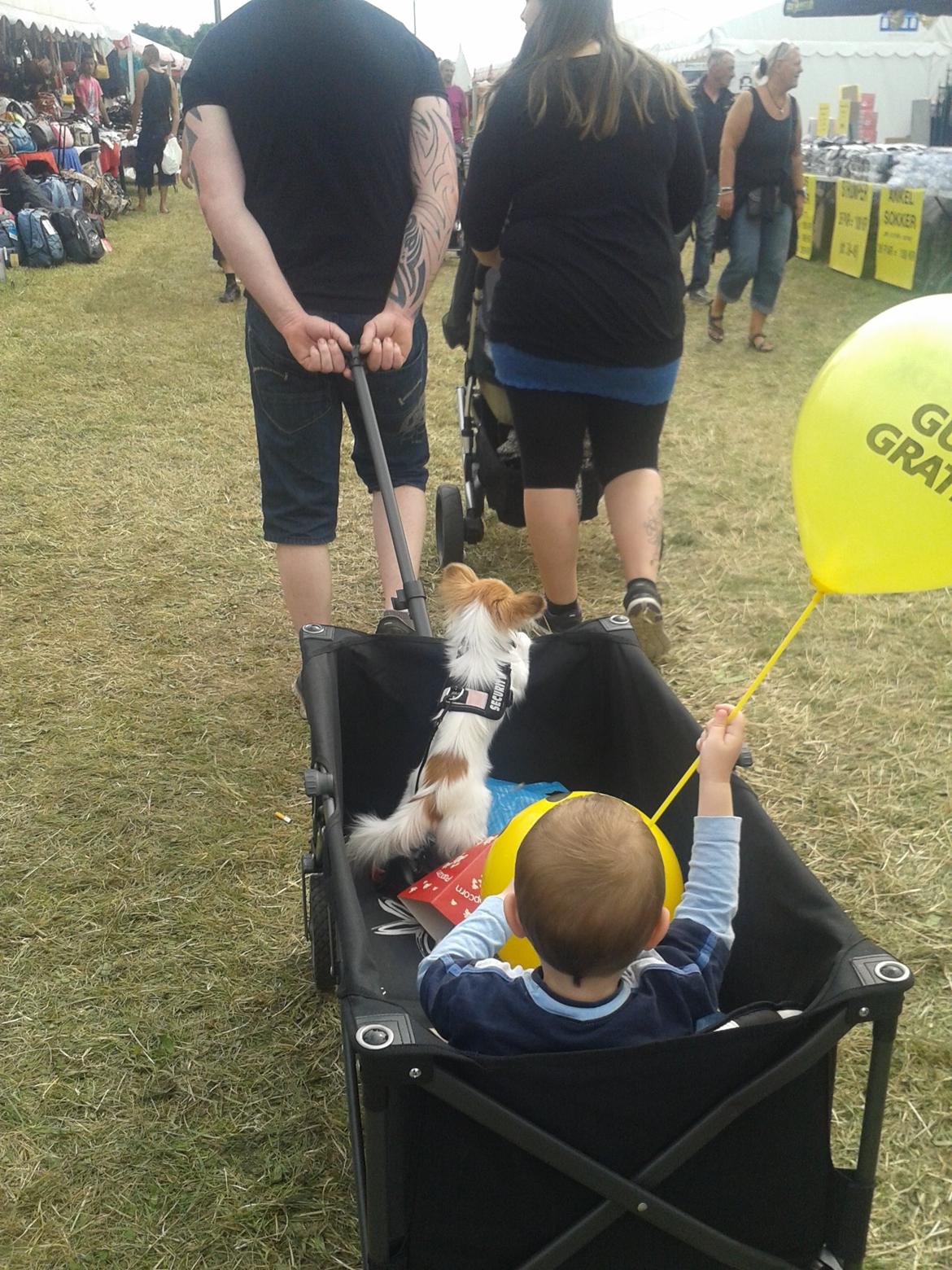 Papillon Roesdalhs Tanni (zika) billede 13