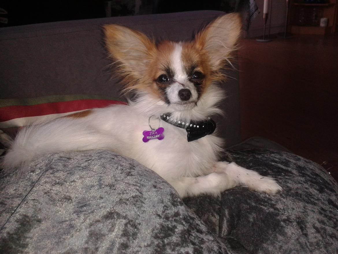 Papillon Roesdalhs Tanni (zika) billede 14