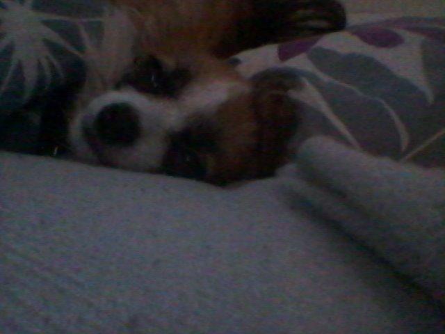 Papillon Roesdalhs Tanni (zika) billede 15