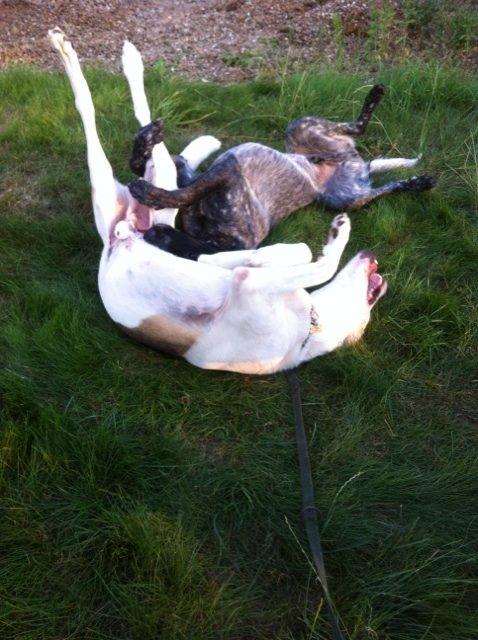 Blanding af racer Laky billede 12