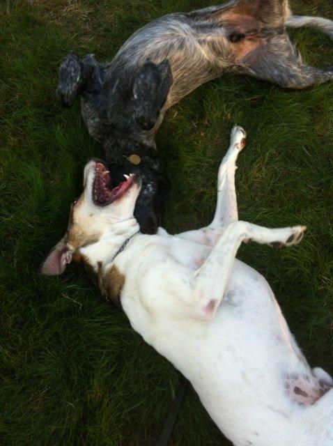 Blanding af racer Laky billede 14