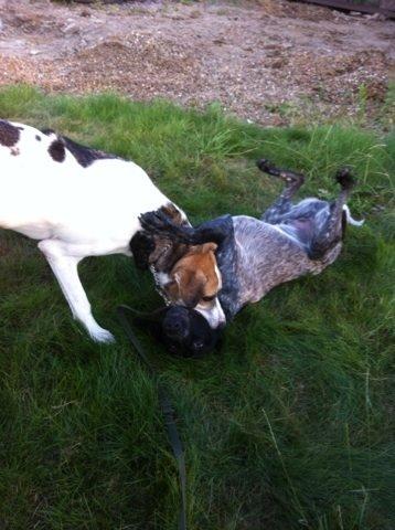 Blanding af racer Laky billede 13