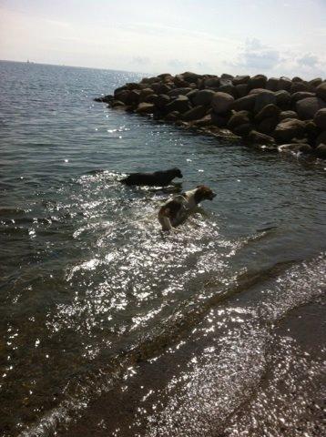 Blanding af racer Laky billede 15