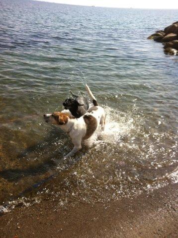 Blanding af racer Laky billede 16