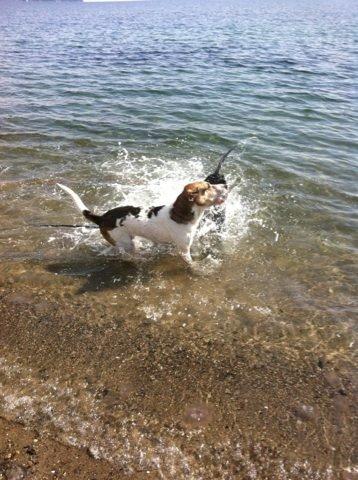 Blanding af racer Laky billede 17