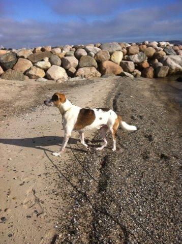 Blanding af racer Laky billede 18