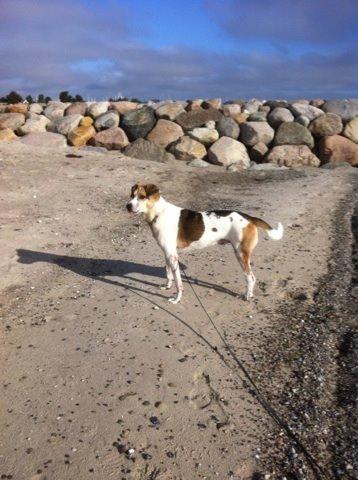 Blanding af racer Laky billede 19