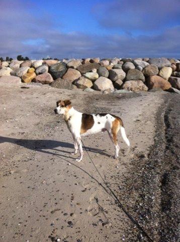 Blanding af racer Laky billede 20