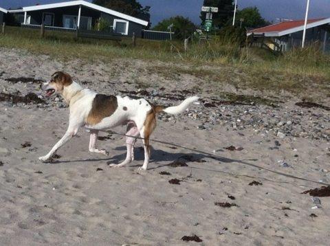 Blanding af racer Laky billede 21