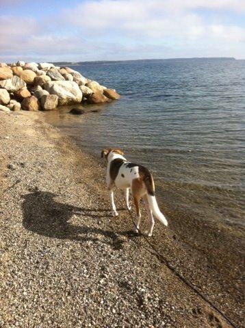 Blanding af racer Laky billede 22