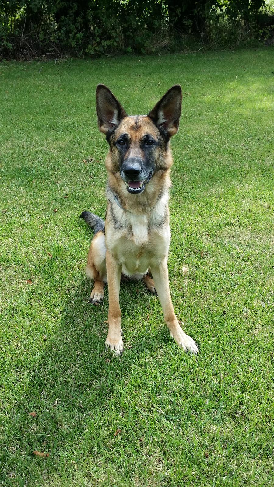Schæferhund Tika billede 1